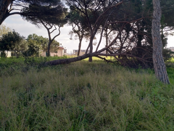 MESSA IN SICUREZZA DELLA PINETINA DEI MONTI DI SAN PAOLO