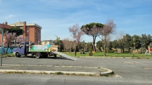 PARCO DEI PINI AL POGGIO (buone notizie)